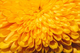 Beautiful colorful natural spring flowers in macro view