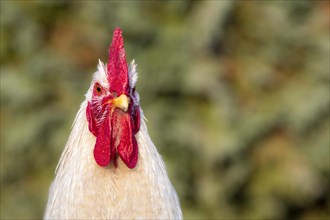 Portrait of a white free range rooster