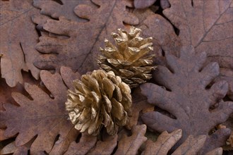 Pine cones placed on a background covered with dry leaves