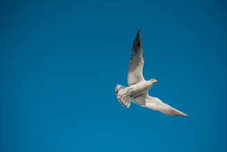 Pair of seagulls flying in blue a sky background