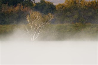 A flooded tree stands in the Zambezi river under water. Fog is rising from the water stream giving a calm mood to the landscape scenery. Zambezi River
