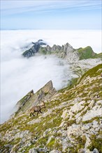 Capricorn above the sea of clouds on the Saentis
