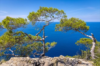 Pine tree on the cliff of Majorca