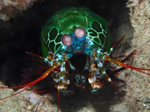 Peacock mantis shrimp
