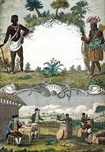 A tobacco plantation with workers