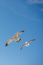 Pair of seagulls are flying in sky over the sea waters