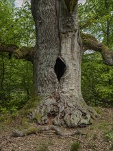Chimney oak tree