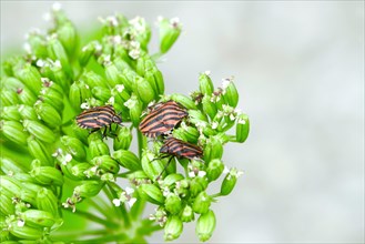 Scottish motherwort with striped bug
