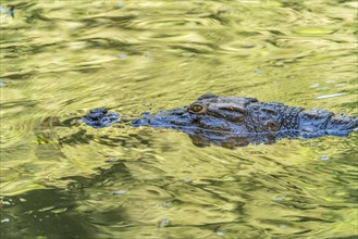 Nile crocodile in the sacred crocodile pool of Kachikally