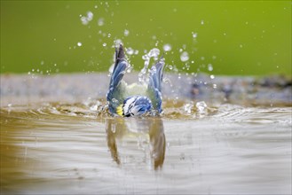 Bathing Blue Tit