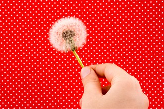 Hand holding a White Dandelion flower on a red background