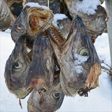 Drying racks for stockfish