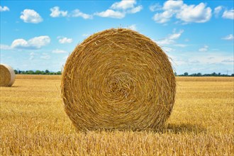 Front view of large round hay bale on agricultural field in front of blue sky