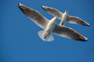 Pair of seagulls flying in blue a sky background