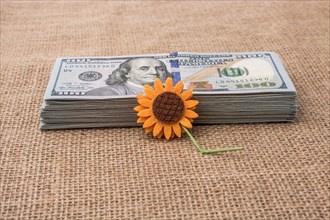 Fake flower placed on the banknote bundle of US dollar