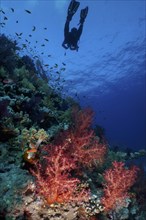 Klunzinger's tree coral