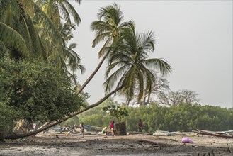 Palm trees on the riverbank near the village of Kajata