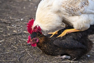 A white free range rooster mounting a hen