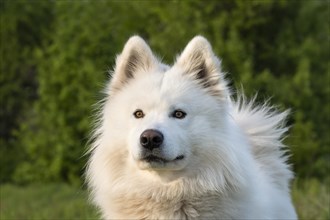 Portrait of a white Samoyed dog. Green nature background