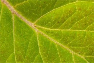 Leaf of a mountain hydrangea