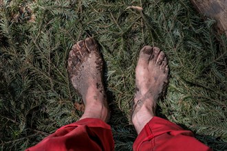 Feet of a man on fir branches on the Wuppenau barefoot path on the Nollen