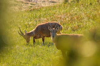 Portrait of two ibexes feeding on a green mountain meadow