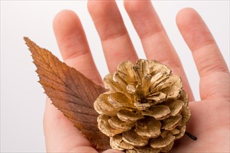 Pine cones and a leaf in hand on a white background
