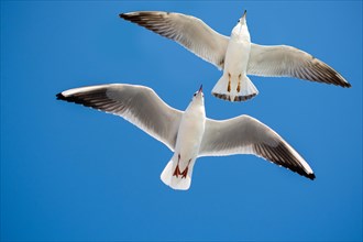 Pair of seagulls flying in blue a sky background