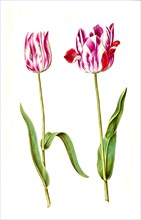 Garden tulip