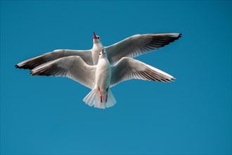 Pair of seagulls flying in blue a sky background