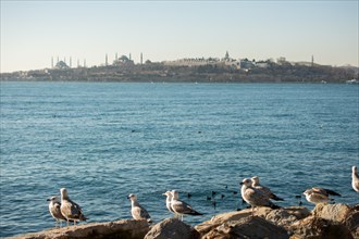 Seagulls are on the rock by the sea waters in Istanbul