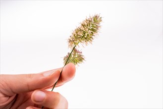 Hand holding a flower on a white background