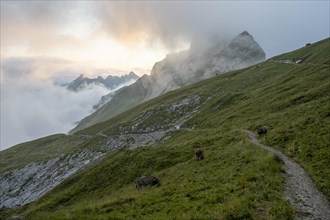 Hiking trail at Rotsteinpass at sunrise