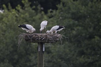 Young white storks