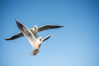 Pair of seagulls flying in blue a sky background