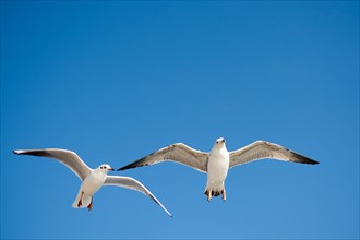 Pair of seagulls flying in the sky background