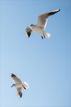 Pair of seagulls are flying in sky over the sea waters