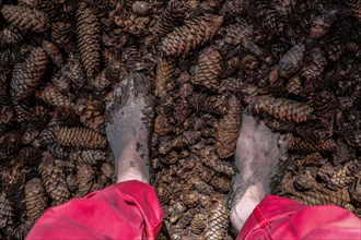 Feet of a man on pine cones on the Wuppenau barefoot path on the Nollen