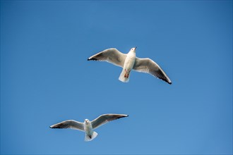 Pair of seagulls flying in the sky background