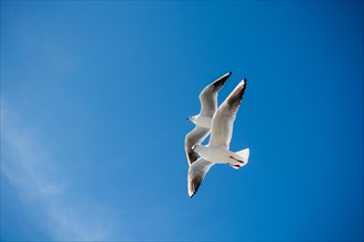 Pair of seagulls are flying in sky over the sea waters