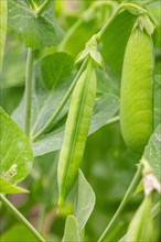 Peas