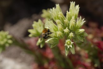 Field bumblebee