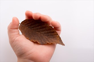 Hand holding a dry autumn leaf in hand on a white background