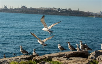 Seagulls are on the rock by the sea waters in Istanbul
