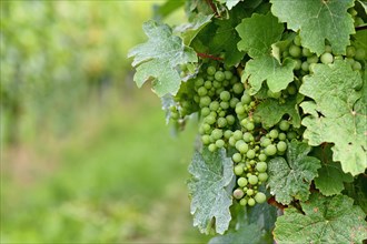 Small green wine grapes in vineyard with mildew on leaves