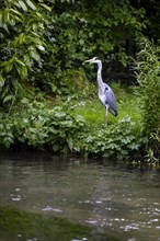 Grey heron