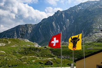 Left Swiss national flag National flag with Swiss cross Right flag Flag of Canton Uri with bull's head Head of bull with nose ring