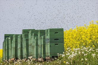 Beehives next to a flowering rape field