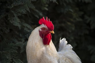 Portrait of a white free range rooster in the evening