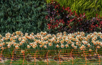 Rubber fence protection in the tulip garden